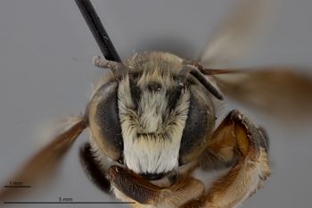 Media type: image;   Entomology 788896 Aspect: head frontal view